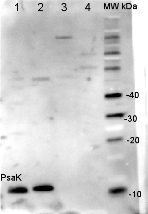 Western blot detection using anti-PsaK antibodies